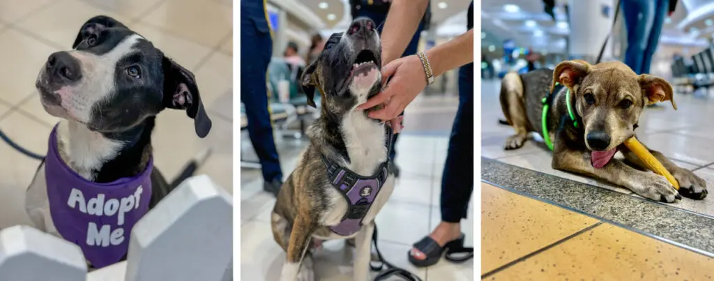 Photo of three adorable dogs at YEG