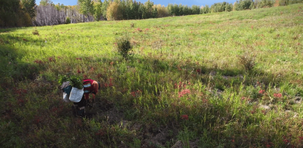 A photo of a man in a field planting trees. 