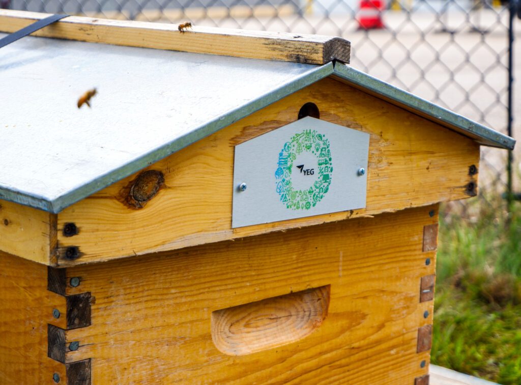 A photo of the bees new home