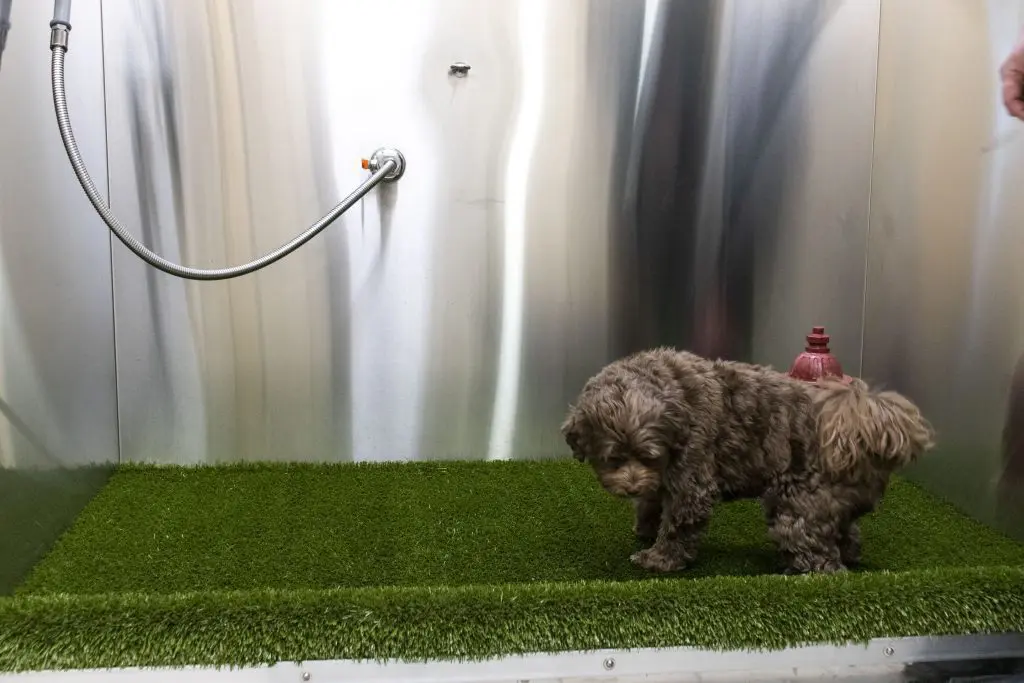 Pet Relief Room, Cherri feeling out the turf