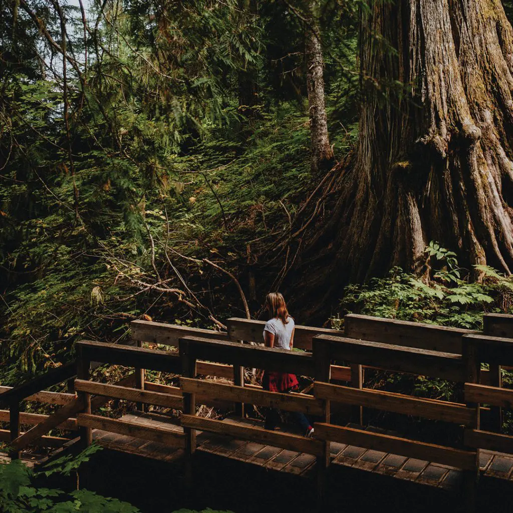 Prince George Ancient Forest