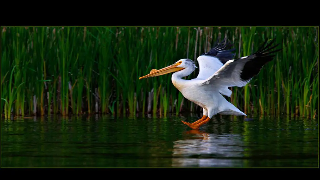 Photograph of a stork landing on a body of water - PPOC (Professional Photographers of Canada)