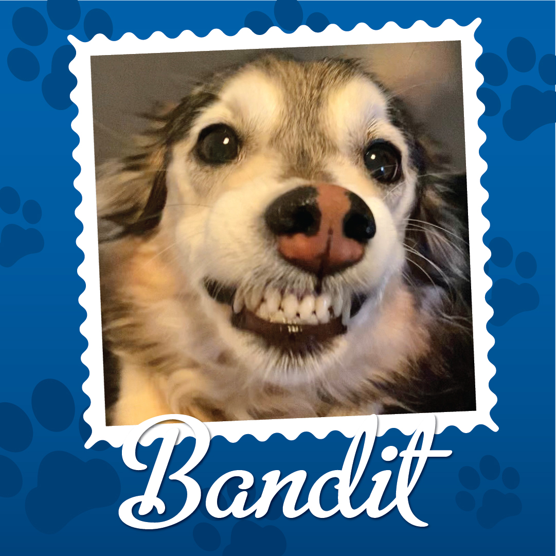 Employee Pet Photo Album_Bandit
