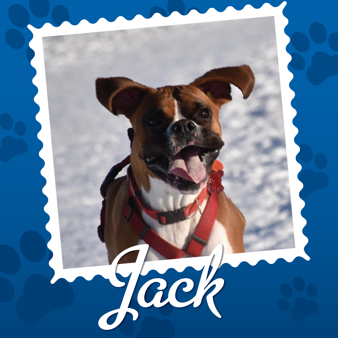 Employee Pet Photo Album_Jack