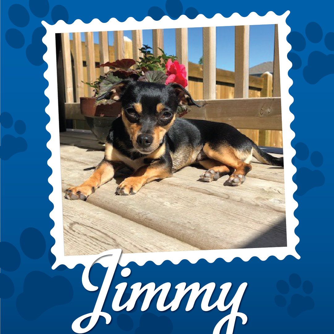 Employee Pet Photo Album_Jimmy