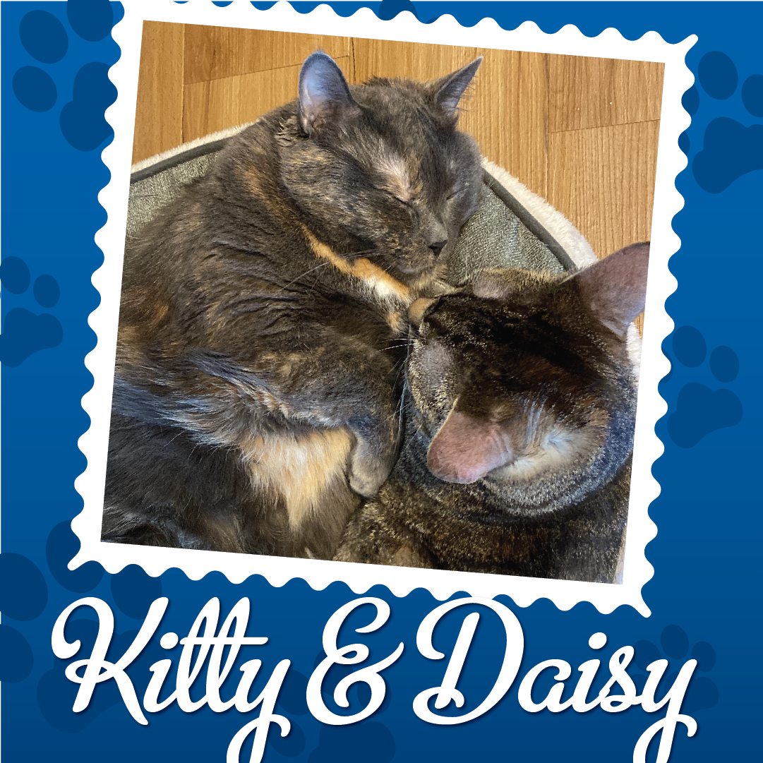 Album photos des animaux de compagnie des employés_Kitty Daisy