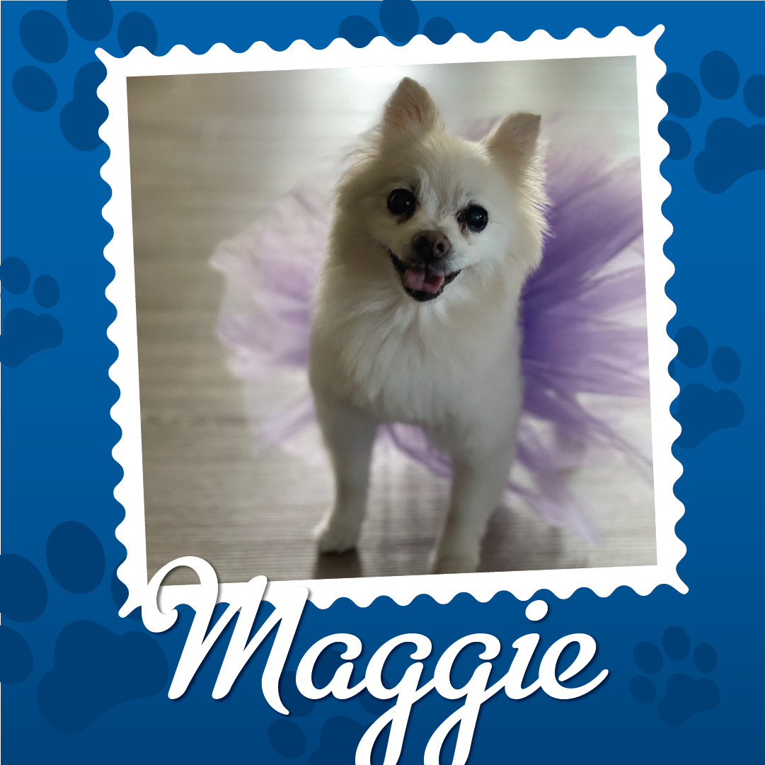 Employee Pet Photo Album_Maggie