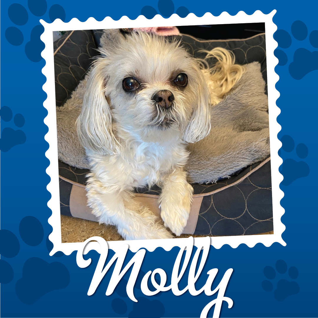 Employee Pet Photo Album_Molly