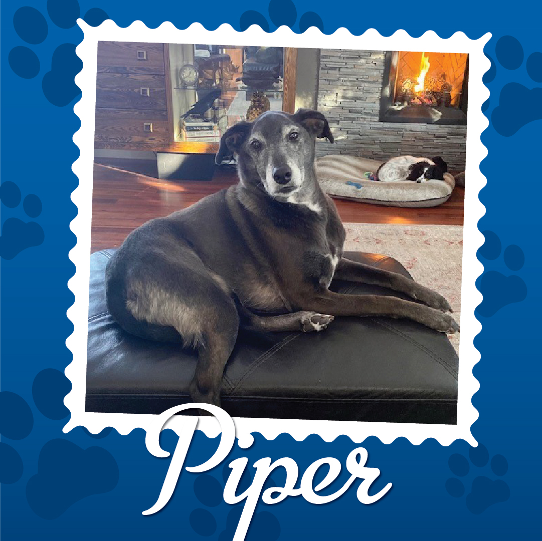 Employee Pet Photo Album_Piper