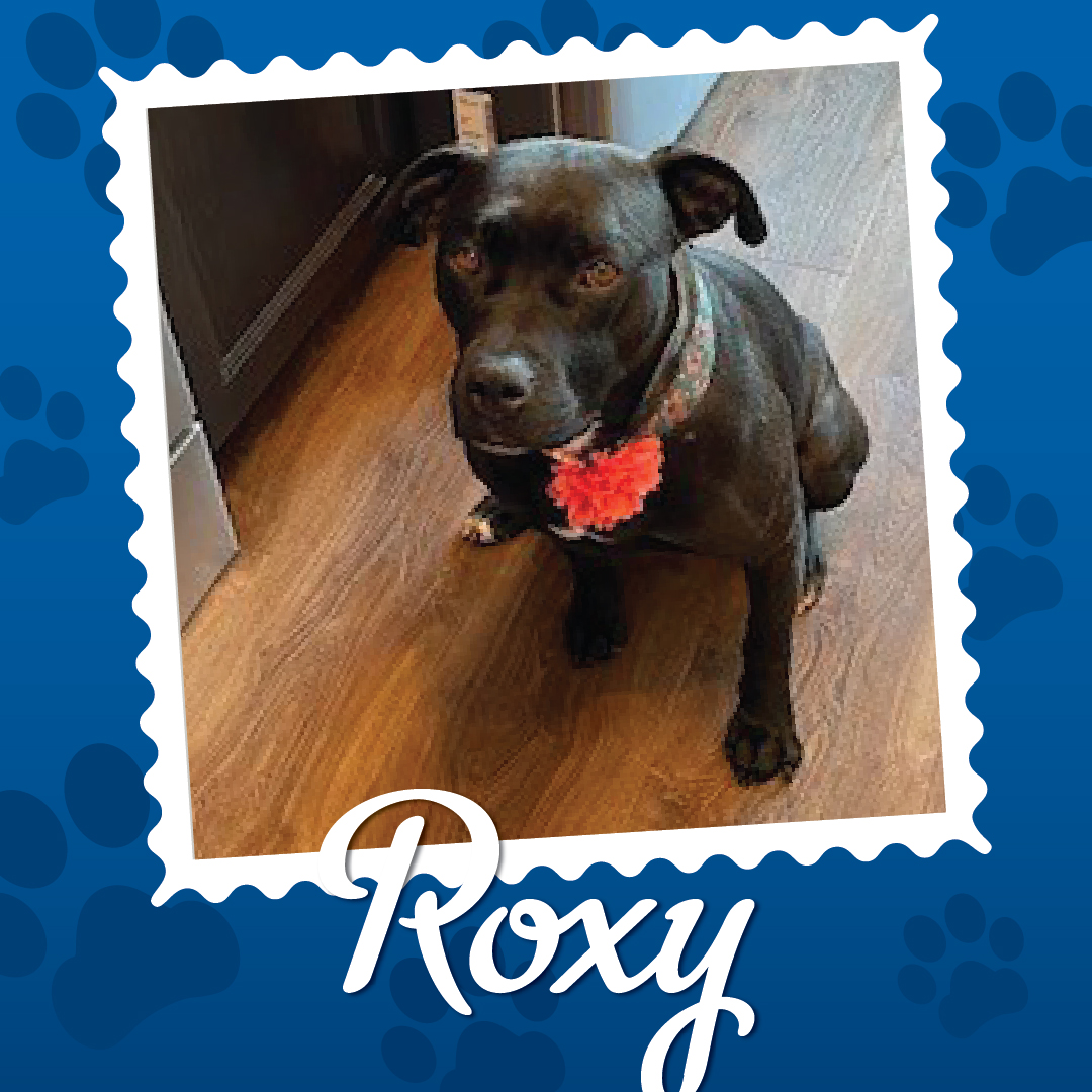 Employee Pet Photo Album_Roxy