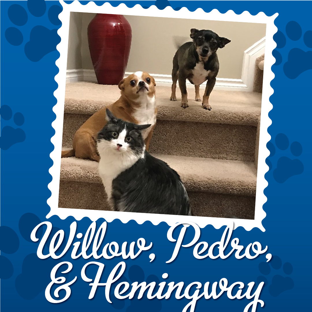 Employee Pet Photo Album_Willow Pedro Hemingway