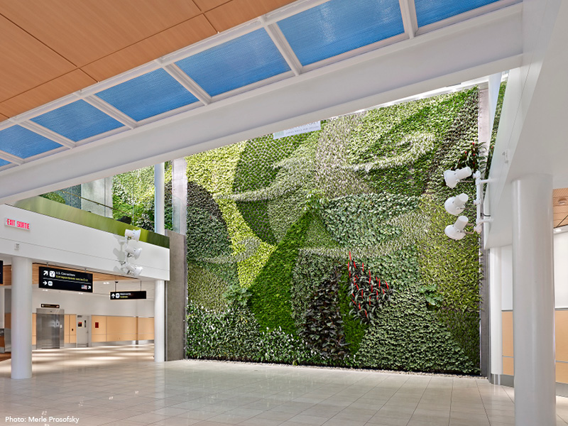 Photograph of Living Wall in the arrivals hallway